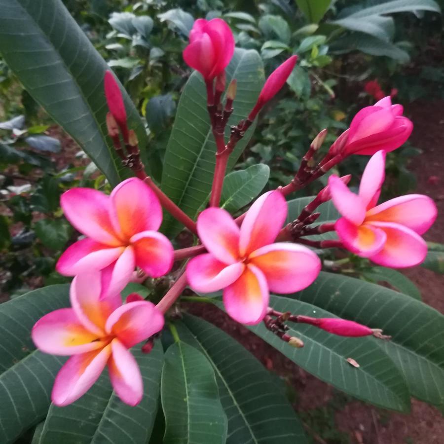 Sukriti Beach Resort Varkala Kültér fotó
